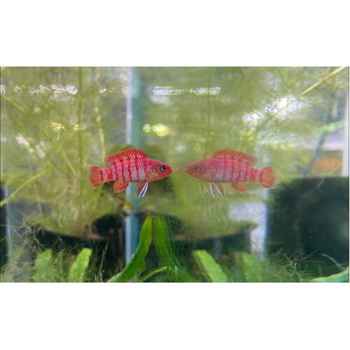 Scarlet Badis