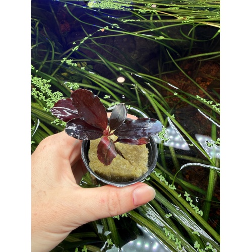 Bucephalandra Devil King