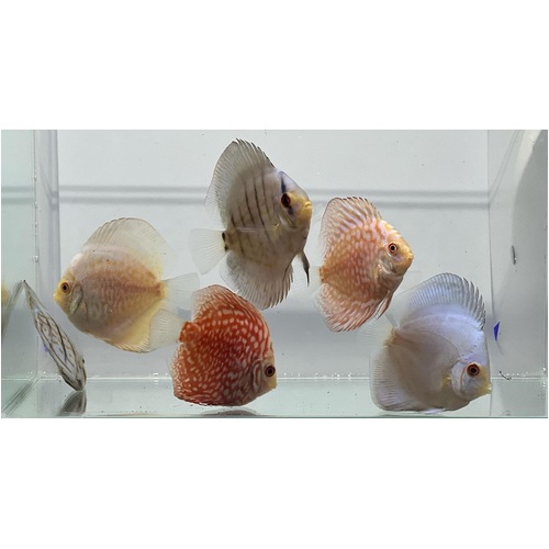 Assorted Discus
