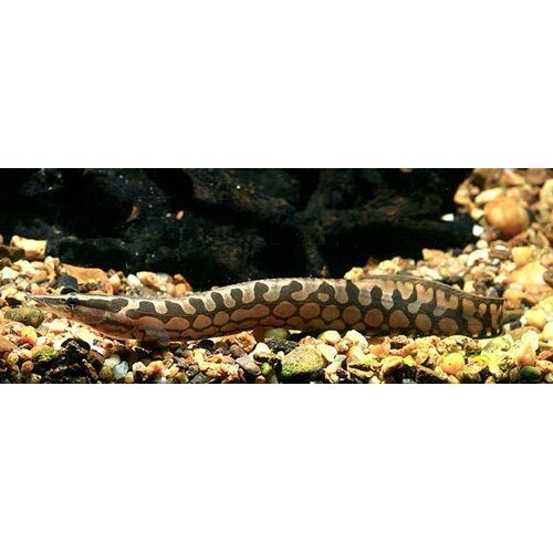 Tyre Track Eel 35cm