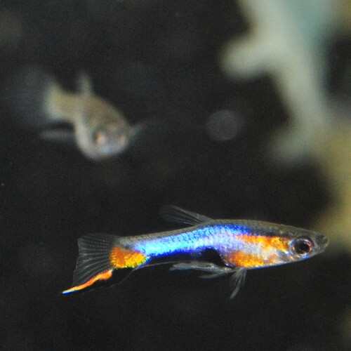 French Blue Star Endler