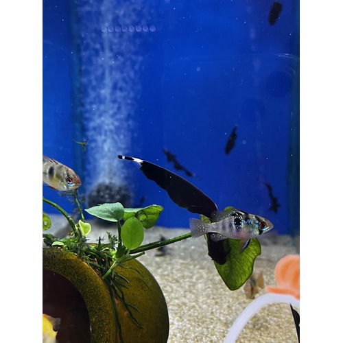 Black Ghost Knifefish SMALL