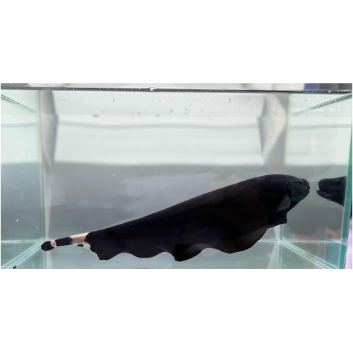 Black Ghost Knifefish LARGE