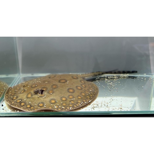 Motoro Stingray Juvenile