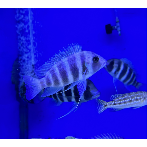 F2 Bulombora Frontosa