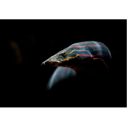 Fire Eel 15cm