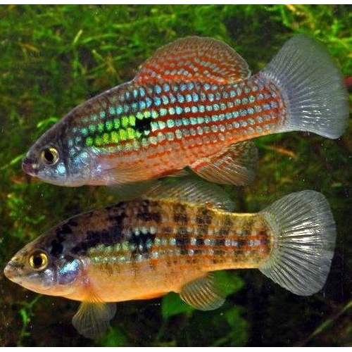 Florida Flagfish