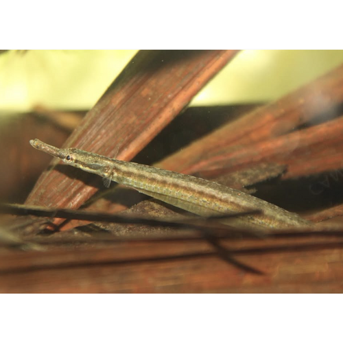 Freshwater Pipefish - 5-7cm