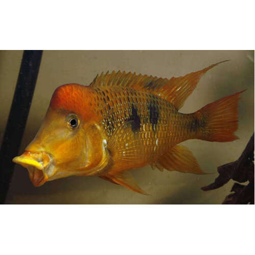 Yellowhump Eartheater (Geophagus Pellegrini)