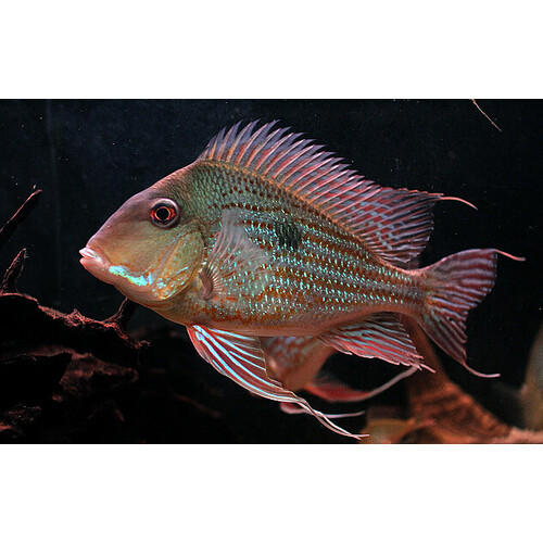 Geophagus Rio Branco 12cm