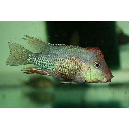 Geophagus Steindachneri 