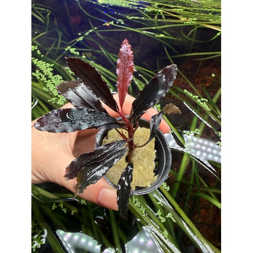 Bucephalandra Ghost 2011