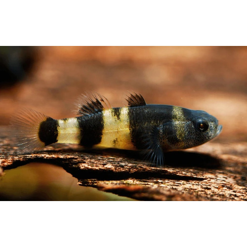 Bumblebee Goby