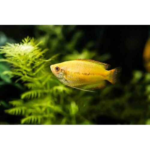 Honey Dwarf Gourami