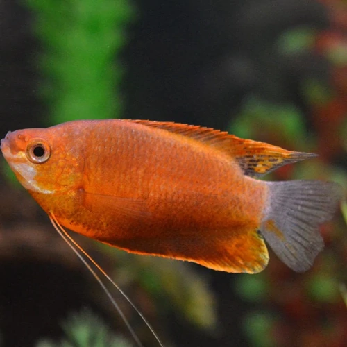 Orange Thicklip Gourami