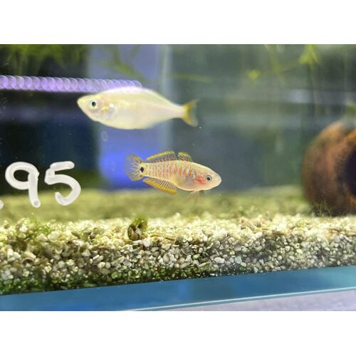 Peacock Gudgeon