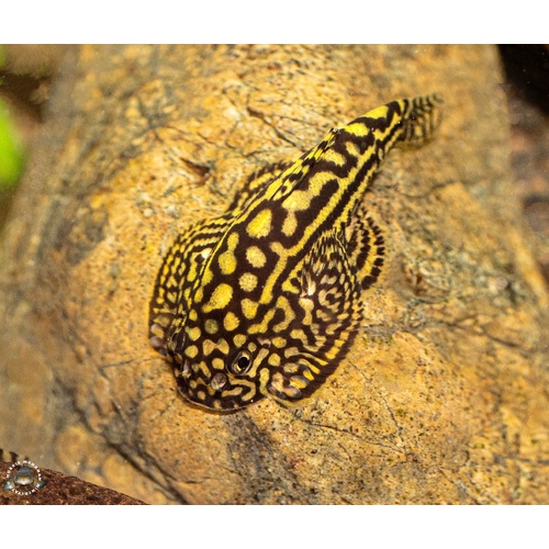 Hillstream Loach (Sewellia lineolata) - Adult