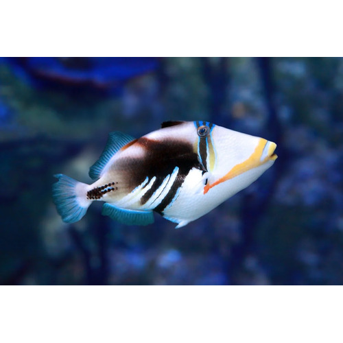 Humu-Humu Triggerfish Small