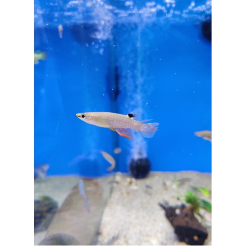 Blue Panchax