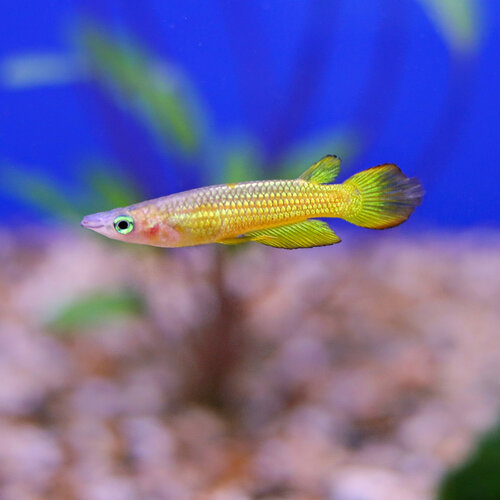 Gold Panchax