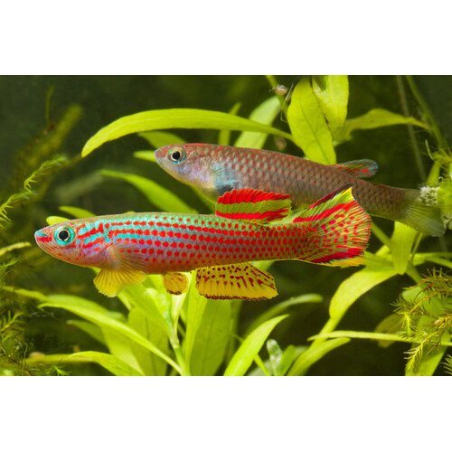 Striatum Killifish Pair