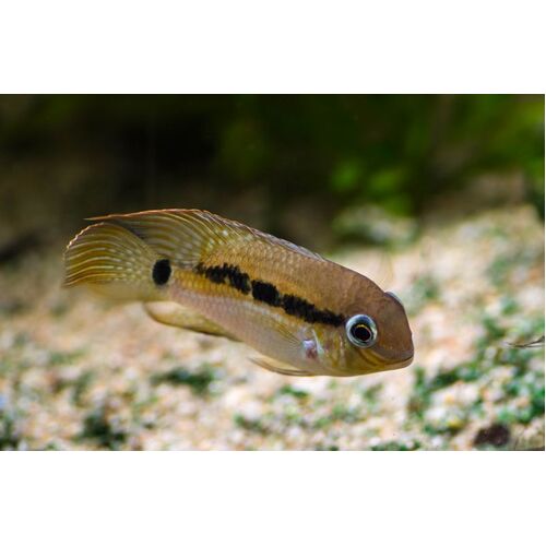 Krobia sp. Oyapock