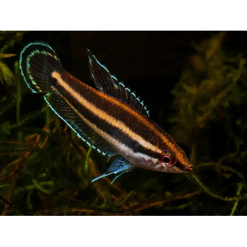 Green Speckled Licorice Gourami