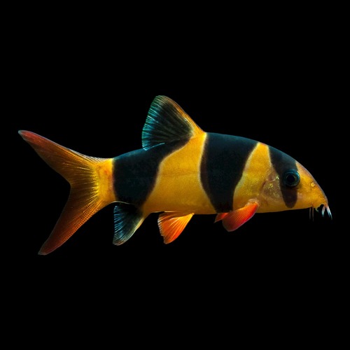 Clown Loach (Medium 7.5cm)