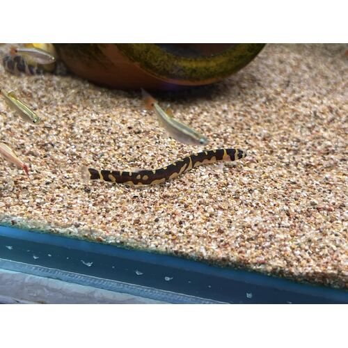 Kuhli Loach (Assorted)