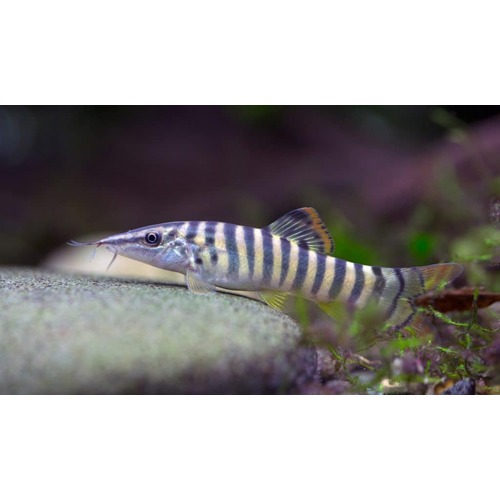 Green Tiger Loach