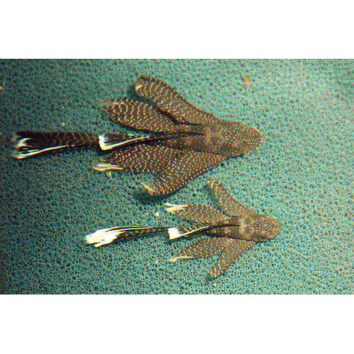 Longfin Bristlenose 5cm