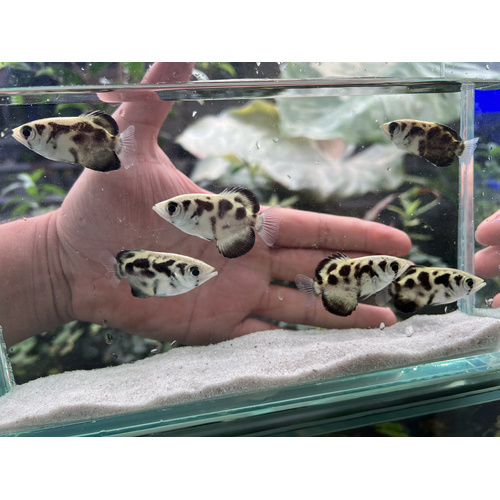 Marbled Archerfish 5-6cm