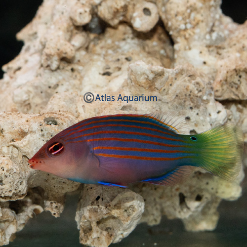 Six Line Wrasse