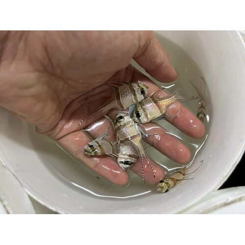 Banggai Cardinalfish