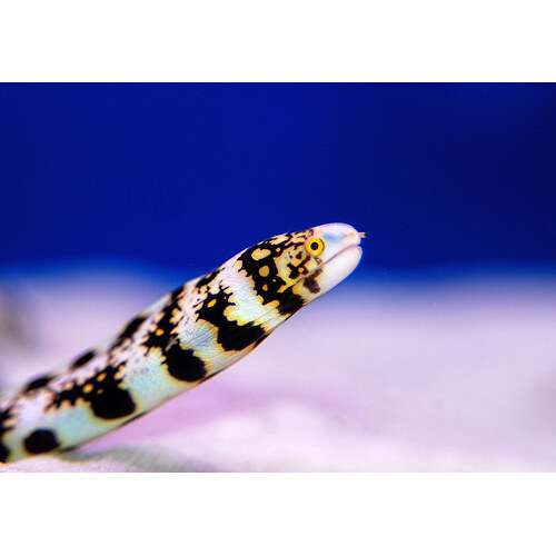 Snowflake Eel Juvenile