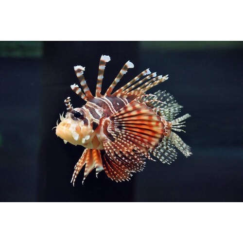 Zebra Lionfish