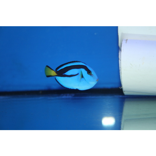 Blue Tang
