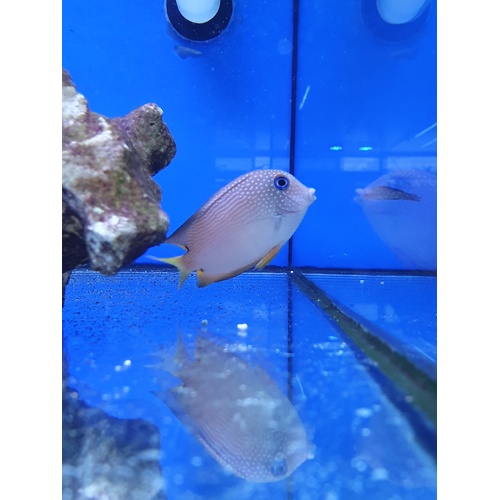 Blue Eyed Bristletooth Tang