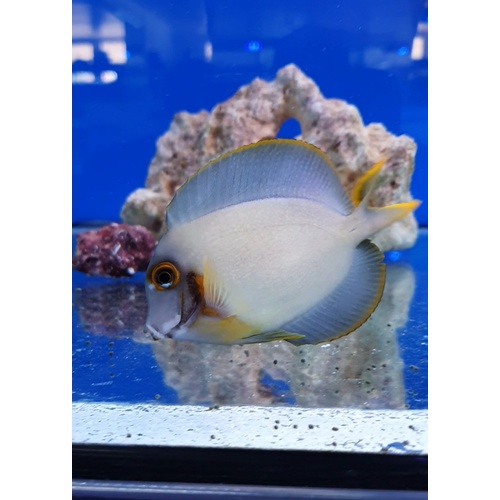Mimic Tang