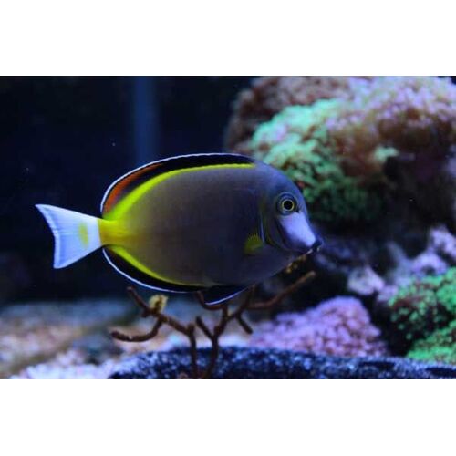 Powder Brown Tang