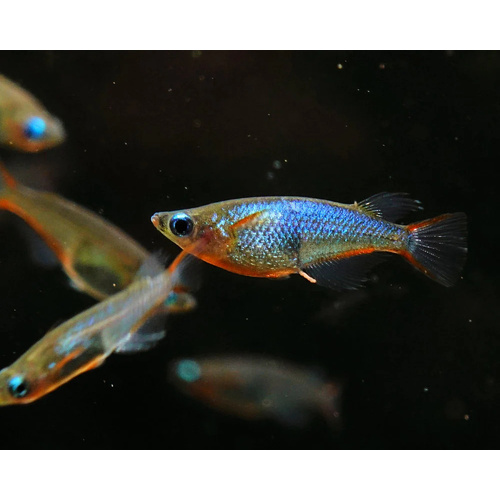 Daisy's Neon Rice Fish/Medaka