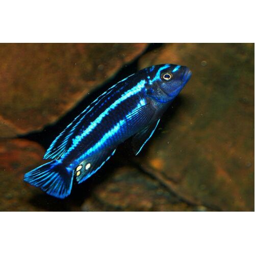 Johanni Cichlid
