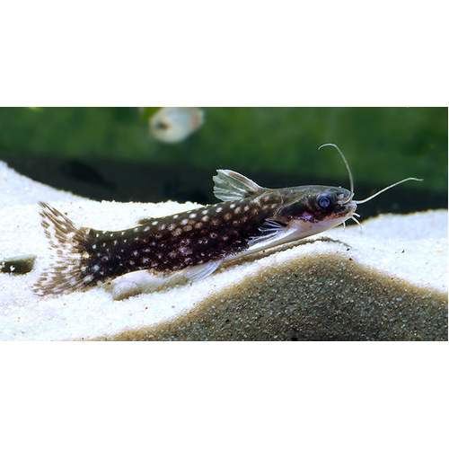 Milkyway Catfish