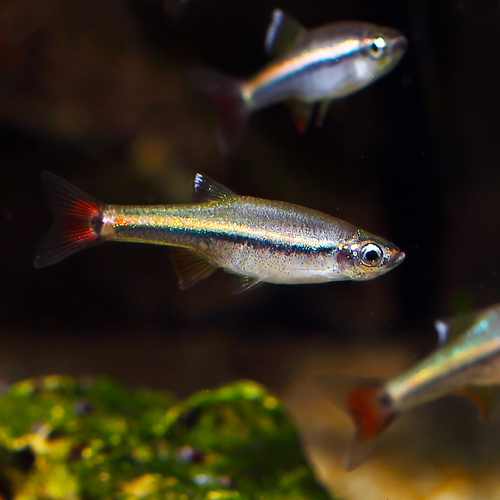 Jewel Minnow