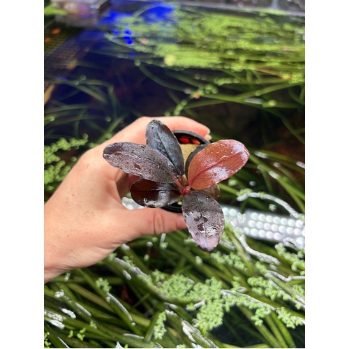 Bucephalandra Moonlight