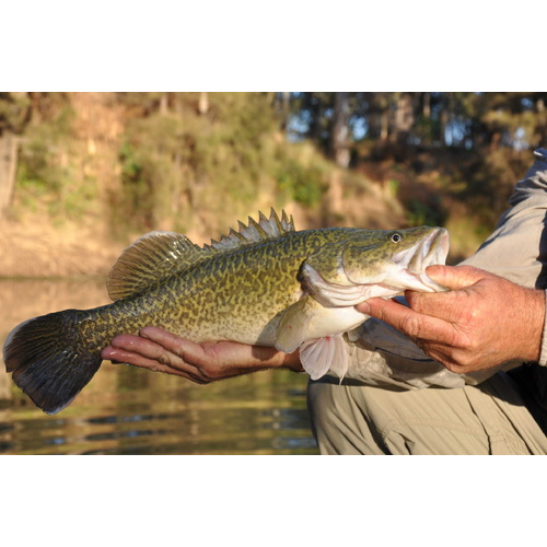Murray Cod 5cm
