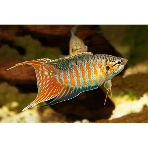 Paradise Fish