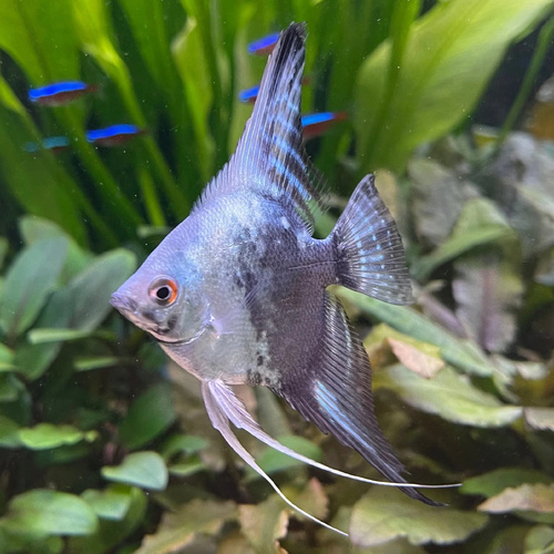 Paraiba Angelfish