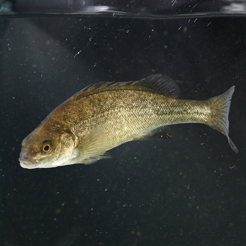 Silver Perch 4cm