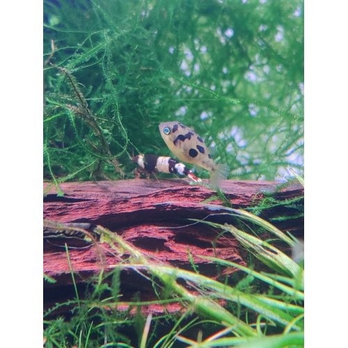 Pea Puffer Juvenile